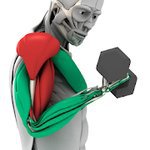 MuscleMatics v3.13  Full