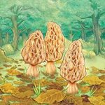 Morels v1.01.00